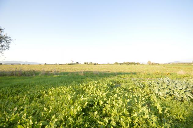 Seminativo in vendita a Grosseto - Foto 5