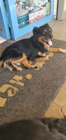 BEN, buonissimo cagnolino - Foto 3