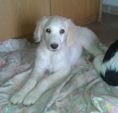 AL E JACK, stupendi cuccioli mix golden - Foto 5