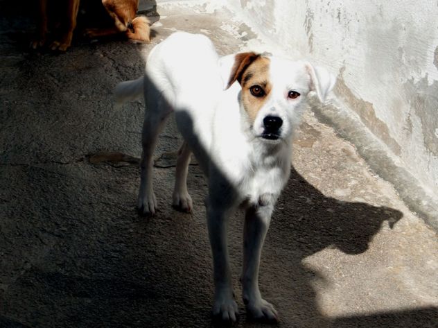 Tobia - Foto 3