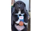 CUCCIOLI 2 MESI TAGLIA MEDIA