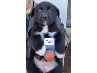 CUCCIOLI 2 MESI TAGLIA MEDIA