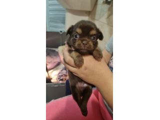 Vendesi cuccioli Chihuahua
