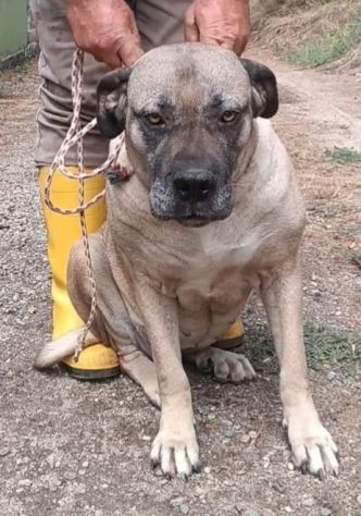 DEA CANE CORSO 5 ANNI