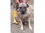 DEA CANE CORSO 5 ANNI