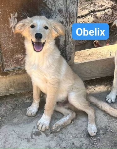 CUCCIOLI IN ADOZIONE - Foto 8