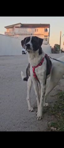 Kira: equilibrata, socievole con cani e gatti - Foto 9