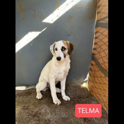 Cucciole in adozione - Foto 7