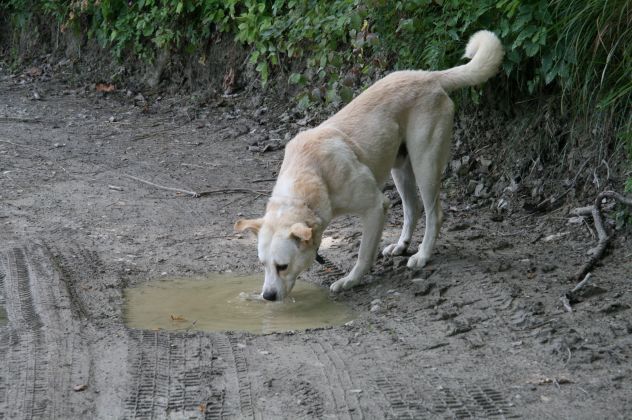 LINO, un vero gentledog coccolone - Foto 3