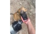 Polpetta cucciola