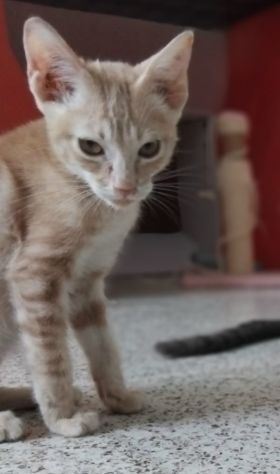 Giovannino, micio coccolone in cerca di una casa - Foto 4