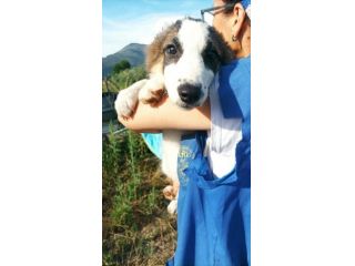 Rossana cucciola mix pastore australiano border collie