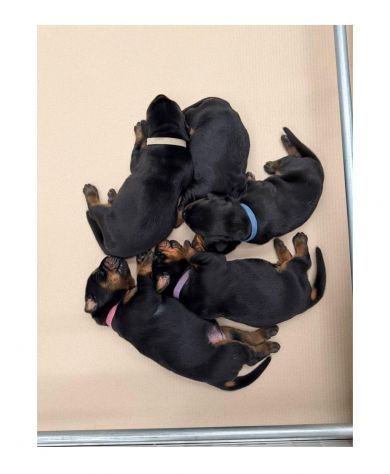 Dolcissimi cuccioli di Dobermann cercano una casa piena d’amore - Foto 6