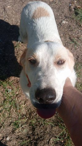 Malu cucciolo adozione del cuore - Foto 5