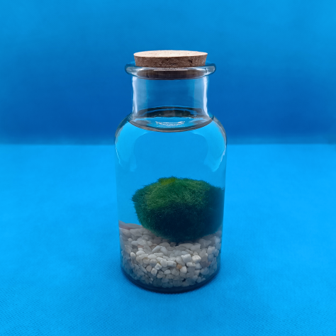 Kit MARIMO Alga Palla in Barattolo con tappo di Sughero Pianta viva Giapponese