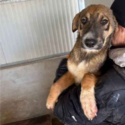 CUCCIOLI IN ADOZIONE: JOHNNY ADORABILE LUPETTO - Foto 2