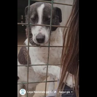 PETRA IL DOLORE DELL' ANIMA CAGNOLINA IN ADOZIONE - Foto 2