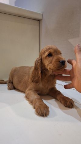 Cuccioli di Cocker Spaniel - Foto 5