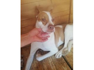 ELIO DOLCISSIMO E DELICATO CANE IN ADOZIONE