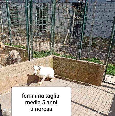 CANI IN ADOZIONE URGE AIUTARLI - Foto 9