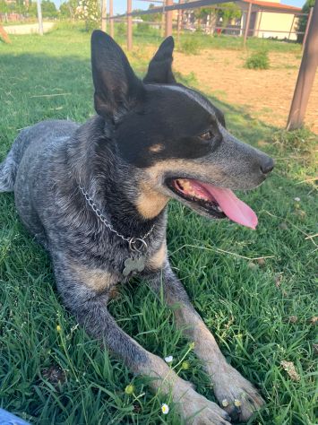 Splendidi cuccioli Australian Cattle Dog - Foto 9