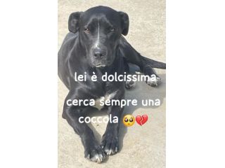 PUMA SIMIL CANE CORSO 3 ANNI
