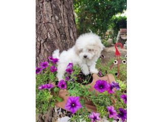 Cuccioli Maltipoo nano e toy
