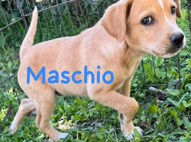 CUCCIOLI IN CANILE Hanno 3 mesi, taglia media. - Foto 2