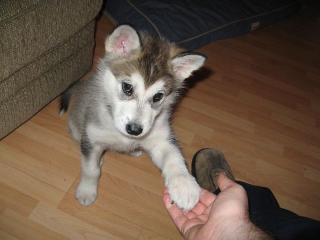 Cuccioli di alaskan malamute - Foto 3