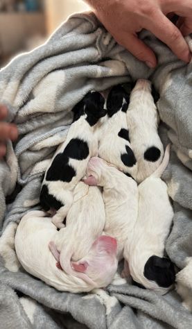 Cucciolata setter inglese - Foto 3