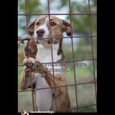 MACCHIA UNA NUOVA VITA PER LEI CAGNOLINA IN ADOZIONE - Foto 2