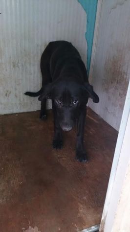 SPERANZA, tenera cagnolina in cerca d'amore - Foto 4