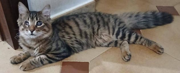 Tananai gattino - Foto 2