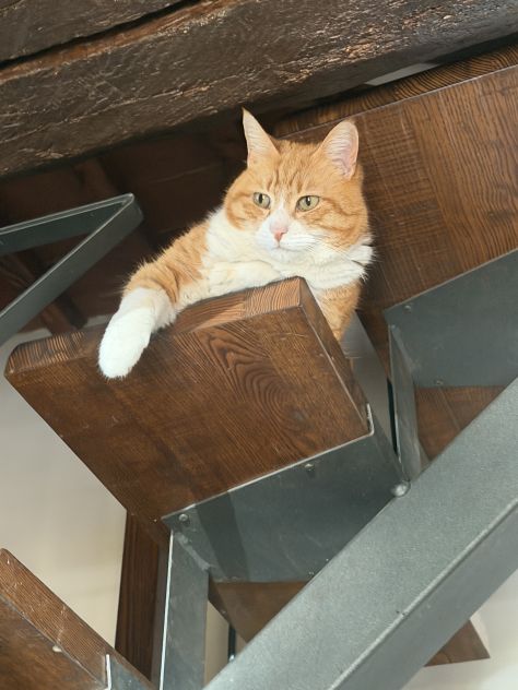 🐾 Dog &amp; Cat Sitter ad Arezzo | Istruttore Cinofilo SIUA 🐶🐱 - Foto 2