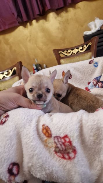 Cuccioli di chihuahua - Foto 4