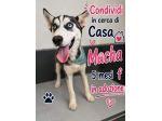 Simil husky in adozione