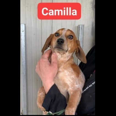 Erano solo cucciole, CAMILLA e CATERINA CERCANO SALVEZZA CAGNOLINE IN ADOZIONE - Foto 3