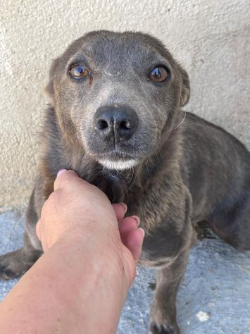BUTTATA VIA, ORA SI SPEGNE IN CANILE CHICCA 2 ANNI 6 KG TAGLIA PICCOLA - Foto 4