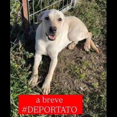 CARLOS SIMIL LABRADOR IN MINIATURA CUCCIOLO IN ADOZIONE