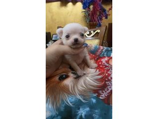 Chihuahua