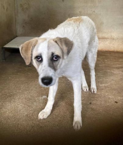 HANSIA, UN MIRACOLO DI LIBERTÀ CAGNOLINA IN ADOZIONE - Foto 3