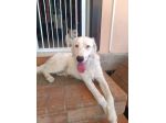 Neve setter  adozione cane sordo