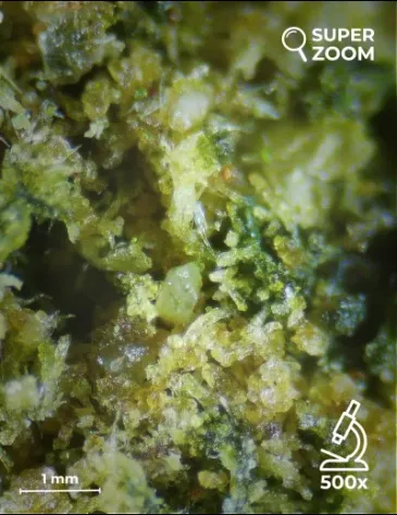 Super Silver Haze - Foto 4