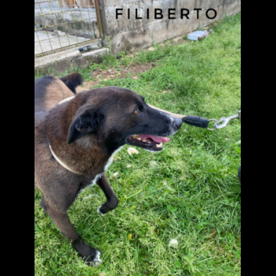DOLCI GIOVIALI CAGNOLINI IN ADOZIONE - Foto 9