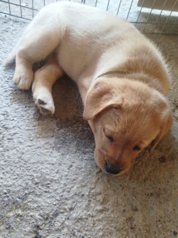 Cucciolo di Labrador Retriever - Foto 4