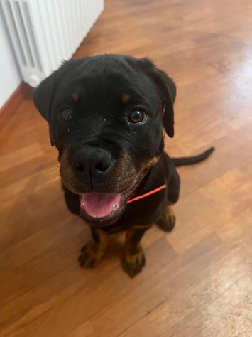 Cuccioli Rottweiler ultimo cucciolo PREZZO SPECIALE - Foto 5