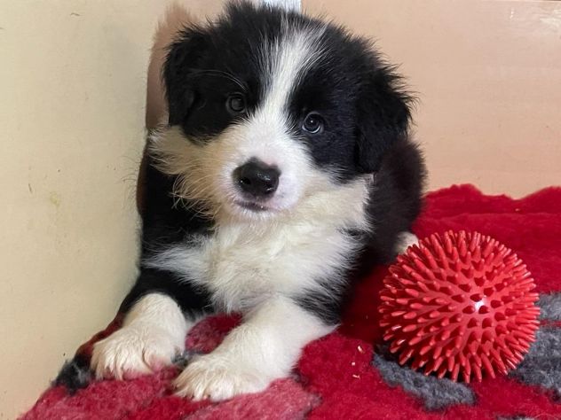 Border collie cuccioli di alta genealogia - Foto 2