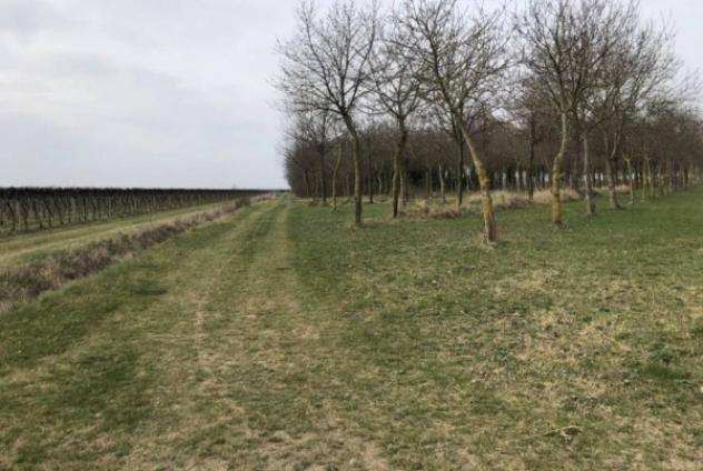 Immobile in asta di 925 m² con più di 5 locali in vendita a Oderzo - Foto 2