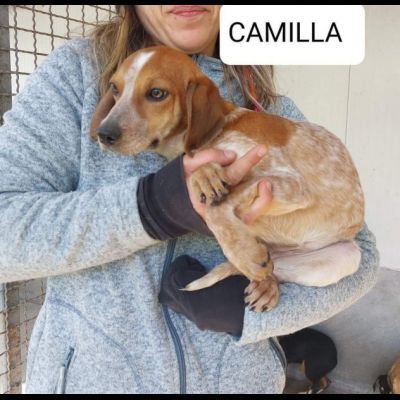 Erano solo cucciole, CAMILLA e CATERINA CERCANO SALVEZZA CAGNOLINE IN ADOZIONE - Foto 2