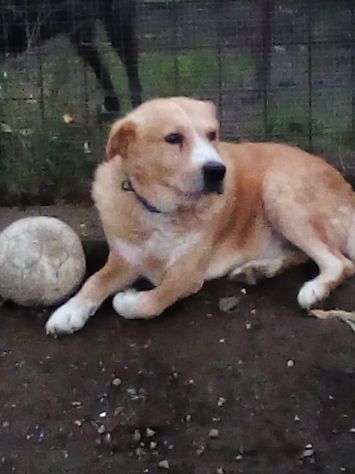 Bongo dopo le cattiverie e botte è rimasto fantastico con tutti!NAPOLI